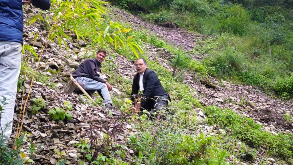 Plantation on Harela 